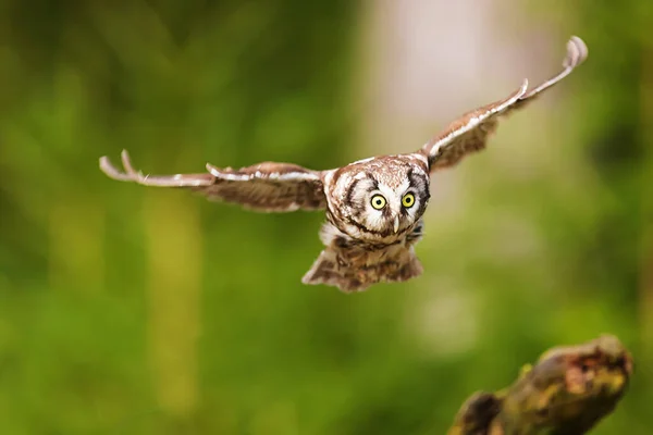 雄夜莺或登马龙的猫头鹰 Aegolius Funereus 在飞翔 — 图库照片