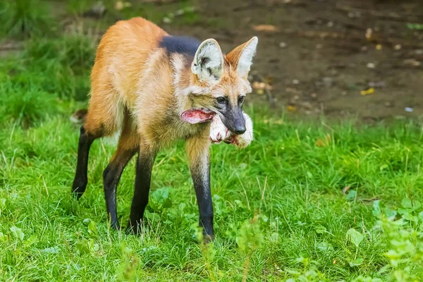 Maned Wolf (Chrysocyon brachyurus) ölü bir hayvanın kafasını taşır.