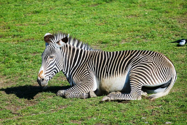 Grvy Zebra Equus Grevyi Fűben Fekszik — Stock Fotó