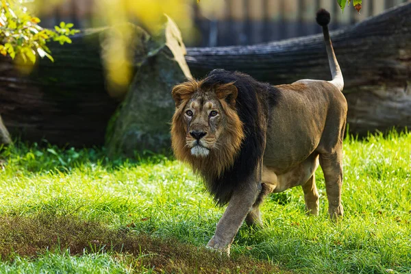 アジアのライオン Pantheraレオ それは本当に大きな壮大な獣です — ストック写真