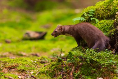 beech marten (Martes foina), also known as the stone marten sitting on a mossy stump clipart