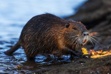 Nutria (Myocastor coypus) ya da coypu dikkatlice nehirden çıkar.