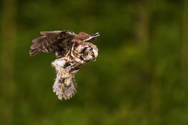 Erkek boreal baykuş veya Tengmalm baykuşu (Aegolius funereus) iniş yapmak ister
