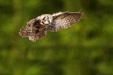 Ormanda süzülen erkek boreal baykuş veya Tengmalm baykuşu (Aegolius funereus)