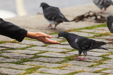 Evcil güvercin (Columba livia domestica veya Columba livia forma domestica) elle beslenebilir.