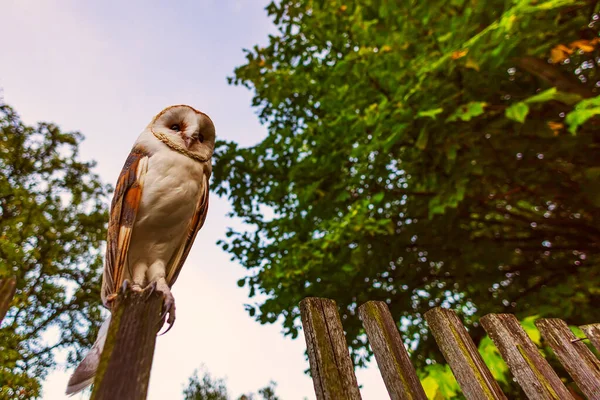 Bahçenin Yanındaki Çitin Üzerinde Baykuş Ahırı Tyto Alba — Stok fotoğraf