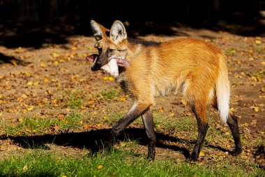 Yakından çekilen mandallı kurtun (Chrysocyon brachyurus) ağzında bir av vardır.
