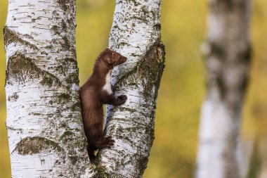 beech marten (Martes foina), also known as the stone marten looking around in the tree clipart