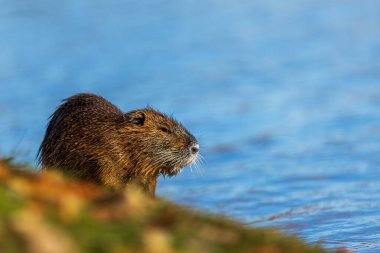 Hindistan cevizi (Myocastor coypus) veya coypu mavi suya karşı kıyıdadır.