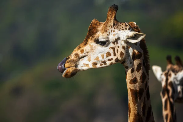 Núbiai Zsiráf Giraffa Camelopardalis Camelopardalis Részletes Portré — Stock Fotó