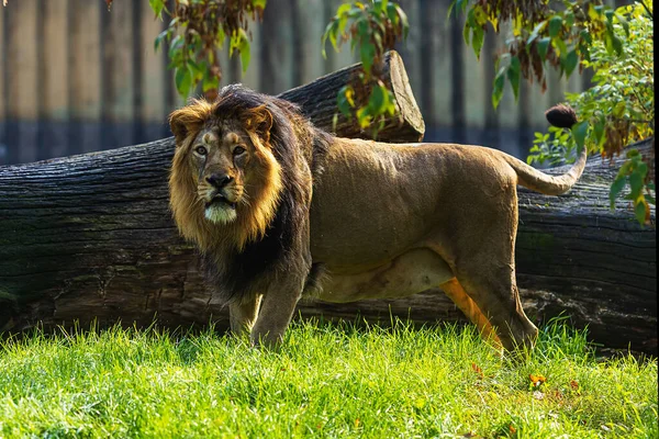 アジアのライオン Pantheraレオ レンズを直接見て — ストック写真