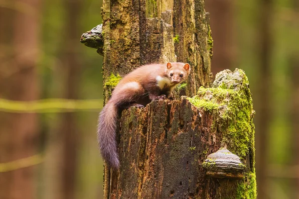 Beech Marten Martes Foina Also Known Stone Marten Old Tree — Stock Photo, Image