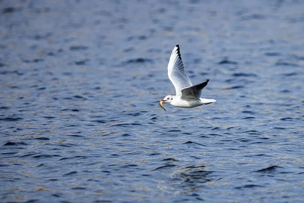 Gaviota Cabeza Negra Chroicocephalus Ridibundus Volando Sobre Agua —  Fotos de Stock