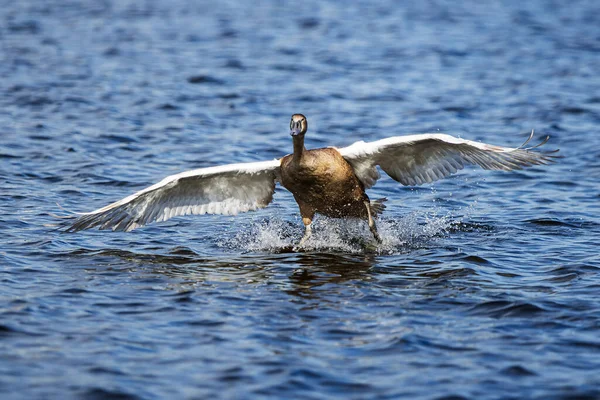 Немой Лебедь Cygnus Olor Падает Воду Реке — стоковое фото