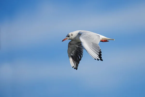 Black Headed Gull Chroicocephalus Ridibundus Strutting Road — Stock Photo, Image