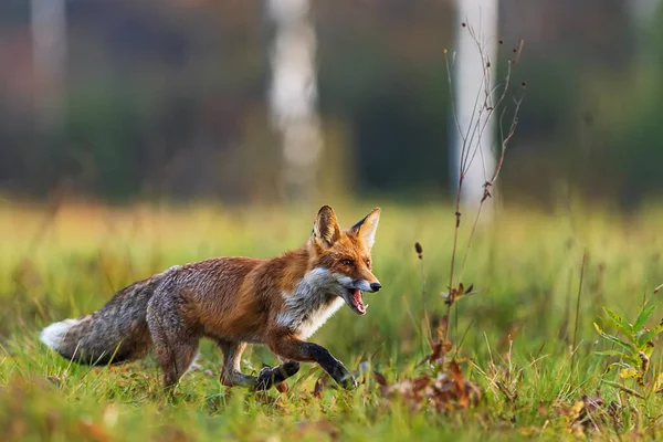 Red Fox Vulpes Vulpes Running Meadow Autumn Feel — Stock Photo, Image