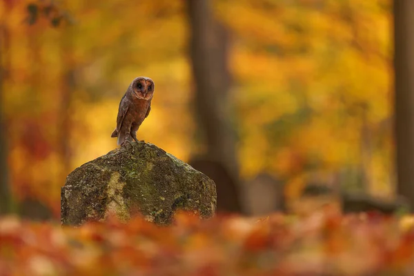 Mezar Taşının Üzerinde Oturan Ahır Baykuşu Tyto Alba Resmin Ekim — Stok fotoğraf