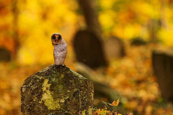 Schleiereule Tyto Alba Sitzt Auf Einem Grabstein Und Blickt Über — Stockfoto