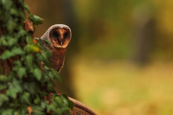 Barn Owl Tyto Alba Peering Out Ivy Covered Tree — Stock Photo, Image