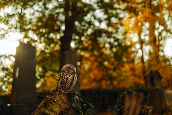 Búho Pequeño Athene Noctua Sentado Una Lápida Del Cementerio Fotografiado — Foto de Stock