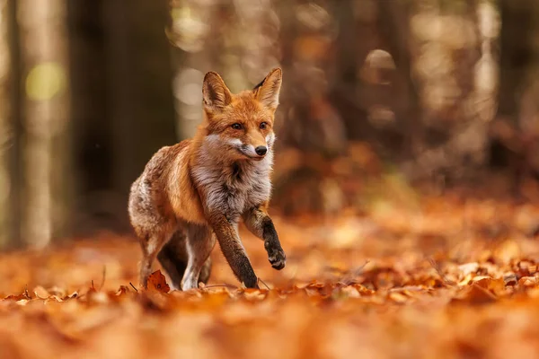 Kırmızı tilki (Vulpes vulpes) kayın ormanındaki turuncu yaprakların arasında koşuyor.