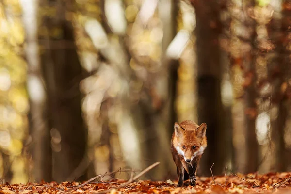 Красный Лис Vulpes Vulpes Находится Осеннем Лесу Свет Создает Узоры — стоковое фото