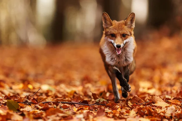 Lisica Czerwona Vulpes Vulpes Przychodząca Liśćmi Pomarańczy Jesiennej — Zdjęcie stockowe