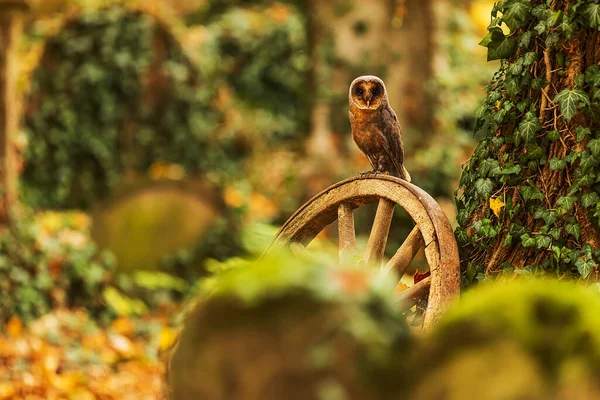 Lechuza Tyto Alba Sentada Sobre Una Rueda Época Antiguo Cementerio — Foto de Stock