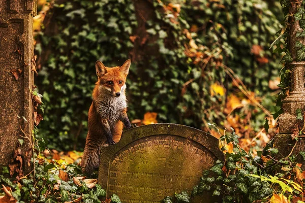 赤狐は10月31日に撮影された墓碑の中の古い墓地にあります — ストック写真