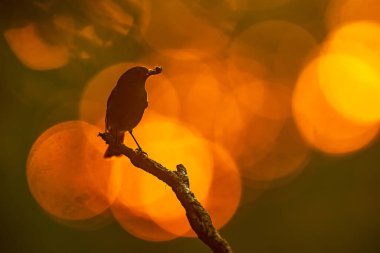 Kırmızı günbatımında siyah kırmızıbaşlangıç (Phoenicurus ochruros)