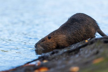 Nutria (Myocastor coypus) ya da coypu suya girer.
