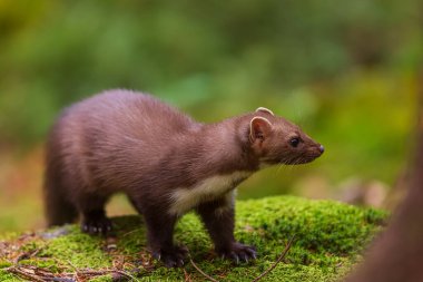 Kayın ağacı (Martes foina) yakından fotoğraflandı