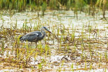 Güzel gri balıkçıl (Ardea cinerea) küçük bir gölde balık tutuyor.