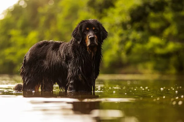 Hund Hovawart Guld Och Svart Stående Vattnet Och Poserar — Stockfoto