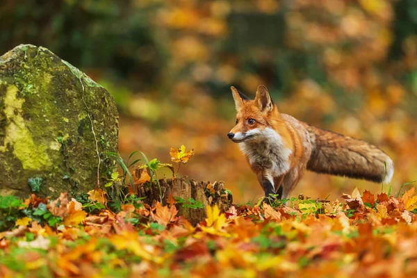 Red Fox Vulpes Vulpes Autumn Leaves — Stock Photo, Image
