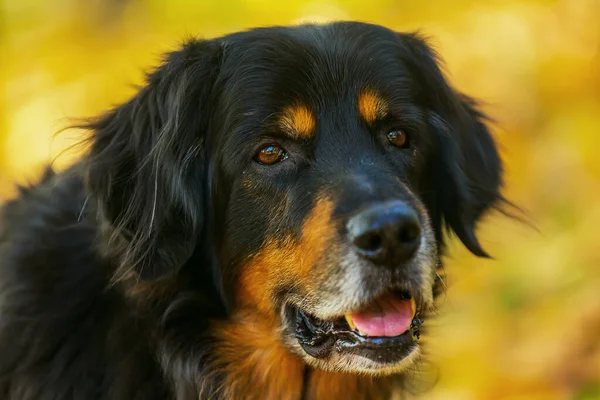 Dog Hovawart Gold Black Deatil Portrait — Stock Photo, Image