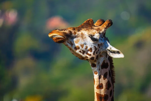 Núbiai Zsiráf Giraffa Camelopardalis Camelopardalis Részletes Portré — Stock Fotó