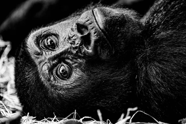 Gorille Occidental Gorilla Gorilla Noir Blanc — Photo