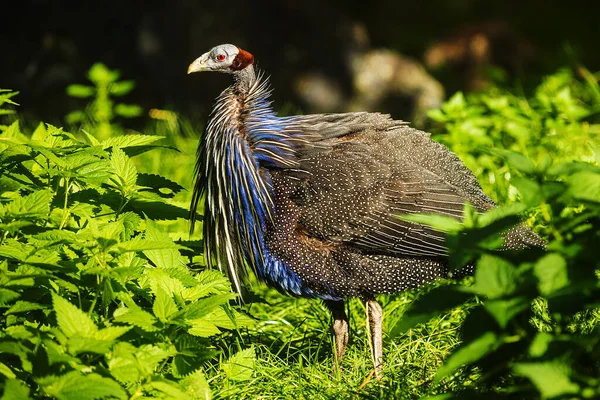 Geier Uhu Acryllium Vulturinum Steht Grünen Busch — Stockfoto