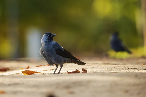 Jackdaw Occidental Coloeus Monedula Parque — Foto de Stock