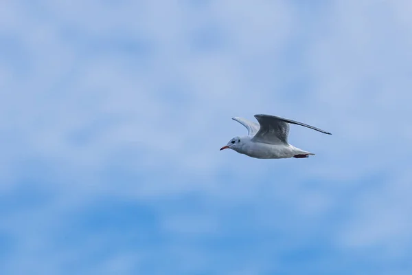 Gaivota Cabeça Preta Chroicocephalus Ridibundus Voando Com Céu Azul — Fotografia de Stock