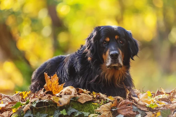 Hund Hovawart Gold Und Schwarz Herbstblättern — Stockfoto