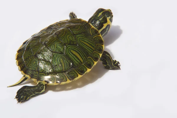 Zeeschildpad dat loopt — Stockfoto