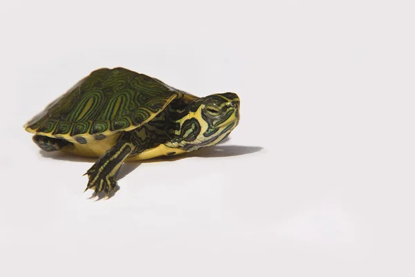走的海龟 — 图库照片