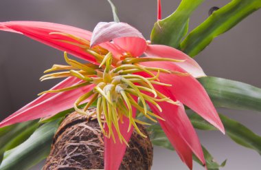 bromelia tropik bitki
