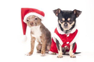 noel chihuahua