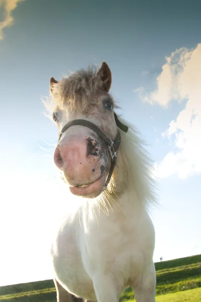 Horse — Stock Photo, Image