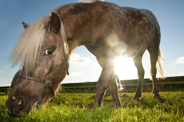 Horses — Stock Photo, Image