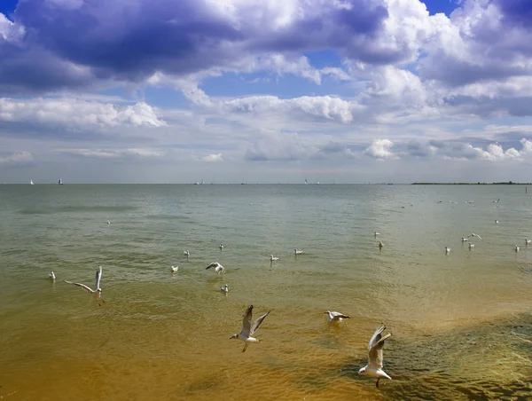 Vista para a praia — Fotografia de Stock