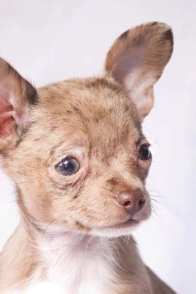 Chihuahua — Foto Stock